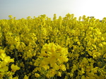 SX18098 Field of yellow Rape (Brassica napus).jpg